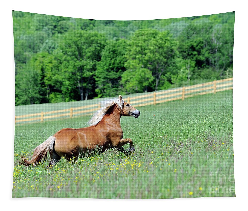 Rosemary Farm Sanctuary Tapestry featuring the photograph Ava by Carien Schippers