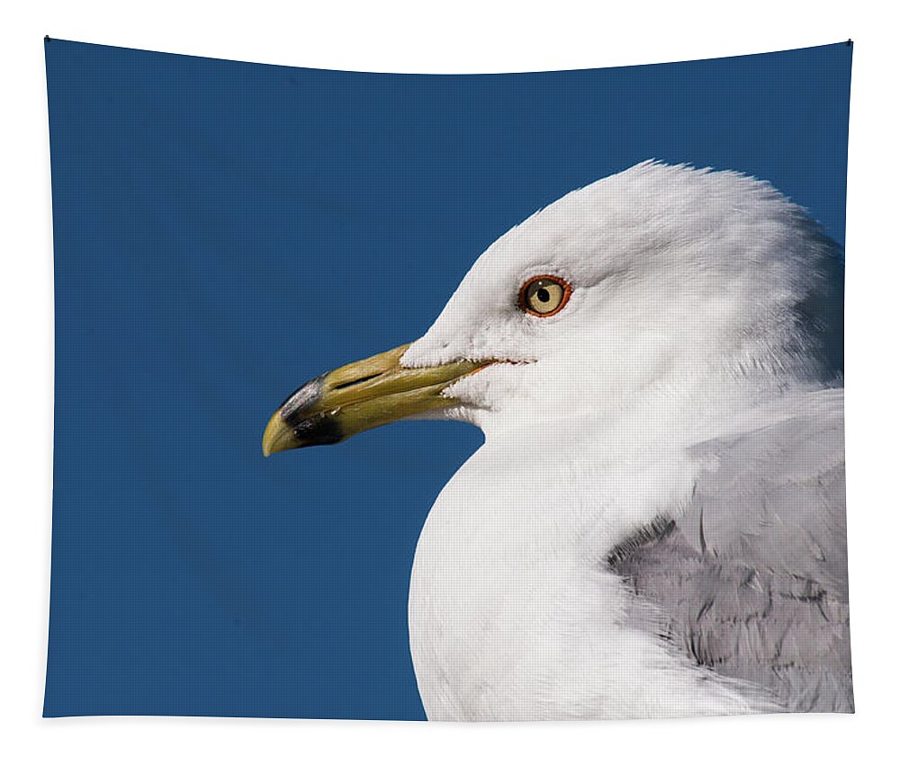 Jaques Marquette Tapestry featuring the photograph Ring-billed Gull Portrait by Onyonet Photo studios