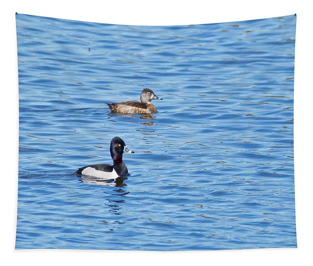 Duck Tapestry featuring the photograph Ring-neck Ducks by Michael Peychich