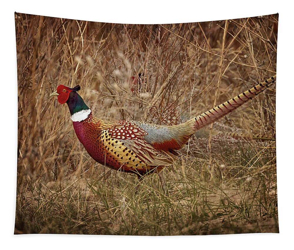 Pheasants Tapestry featuring the photograph Ring Necked Pheasant by Susan Rissi Tregoning