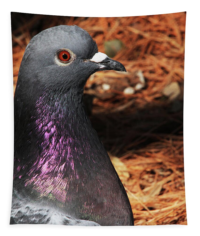 Rock Dove Tapestry featuring the photograph Rock Dove Upclose by Karol Livote