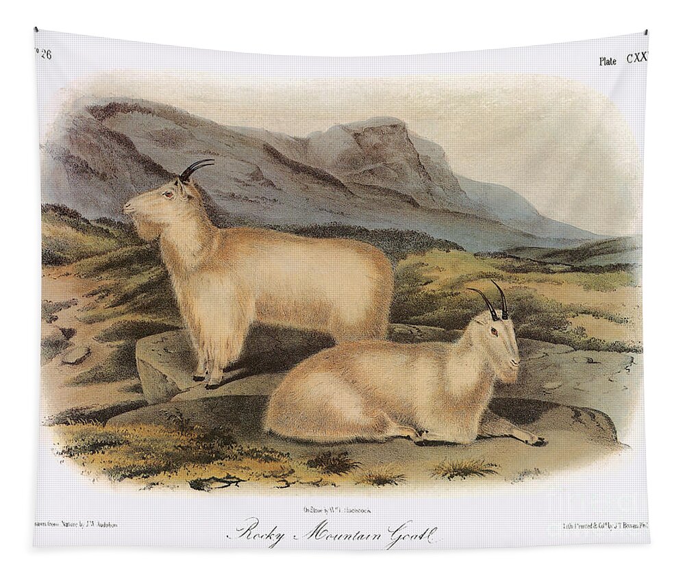Aod Tapestry featuring the photograph Rocky Mountain Goats by Granger