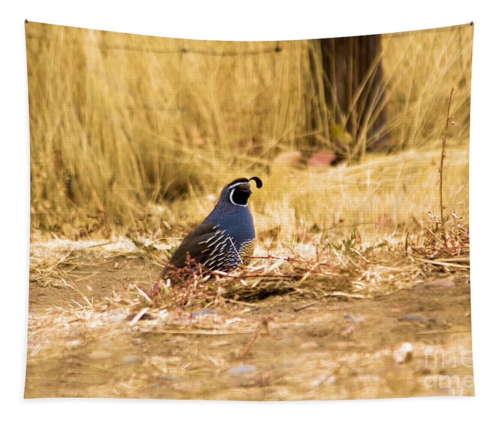 Bird Tapestry featuring the photograph Rooster Quail in summer dried grass by Jeff Swan