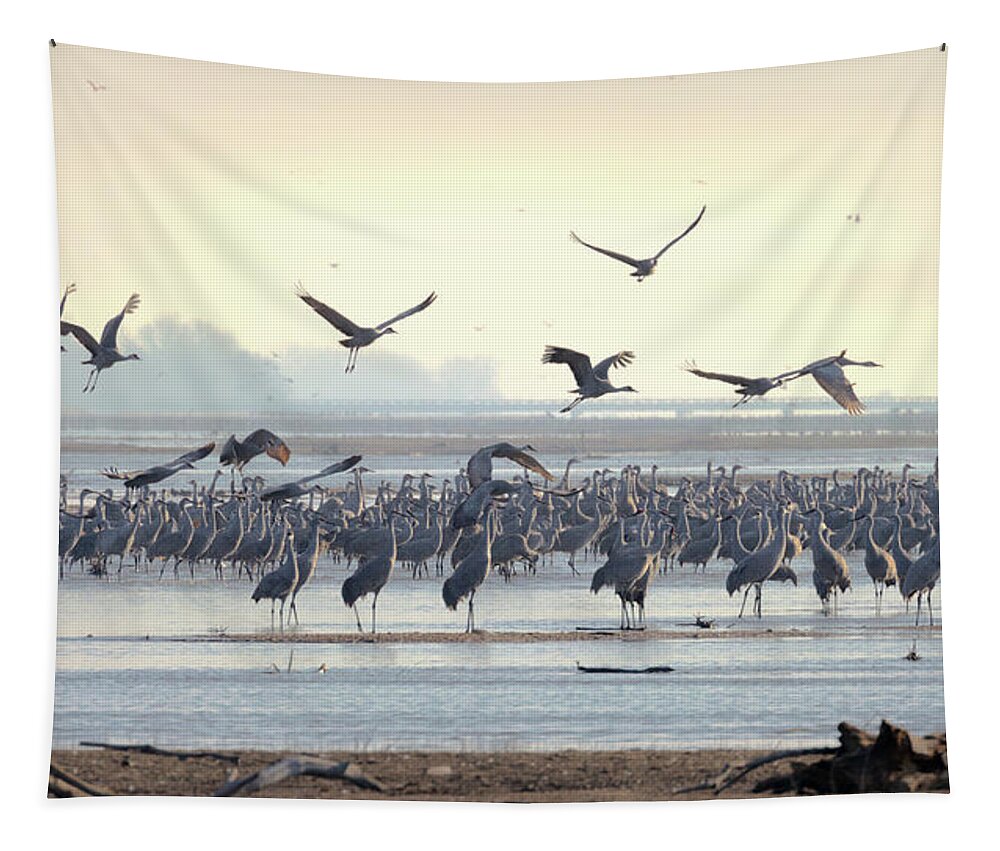 Sandhill Cranes Tapestry featuring the photograph Roosting on the Platte by Susan Rissi Tregoning
