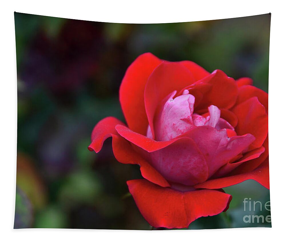 Rose Tapestry featuring the photograph Rosa Roja Para Ti by Diana Mary Sharpton