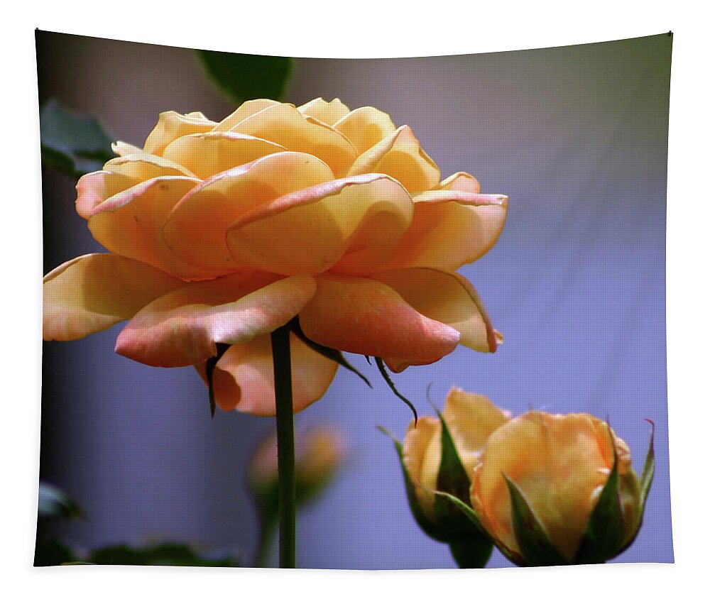 Rose Tapestry featuring the photograph Rose 1156 H_2 by Steven Ward