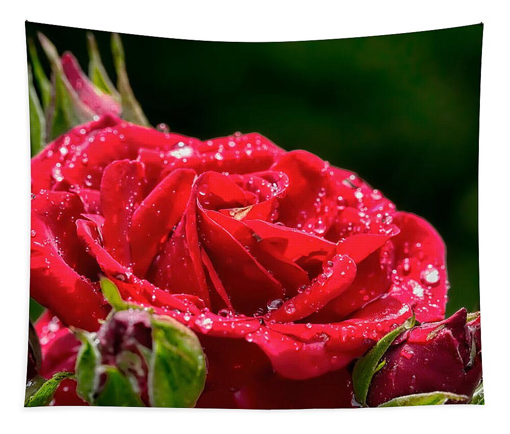 Rose Tapestry featuring the photograph Rose After Rain by Leif Sohlman