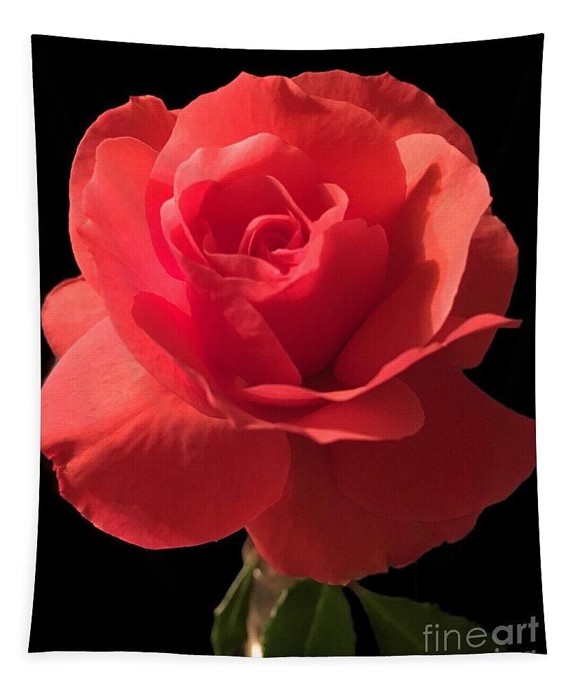Rose Tapestry featuring the photograph Rose in Bloom by CAC Graphics