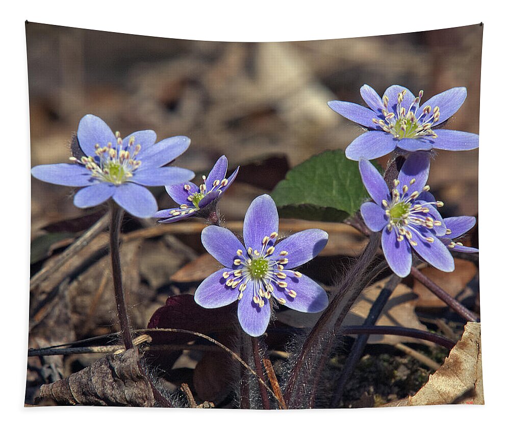 Flower Tapestry featuring the photograph Round-lobed Hepatica DSPF116 by Gerry Gantt