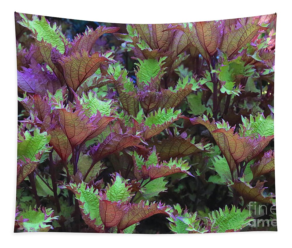 Coleus Tapestry featuring the photograph Ruffly Leaves in Green and Maroon by Carol Groenen
