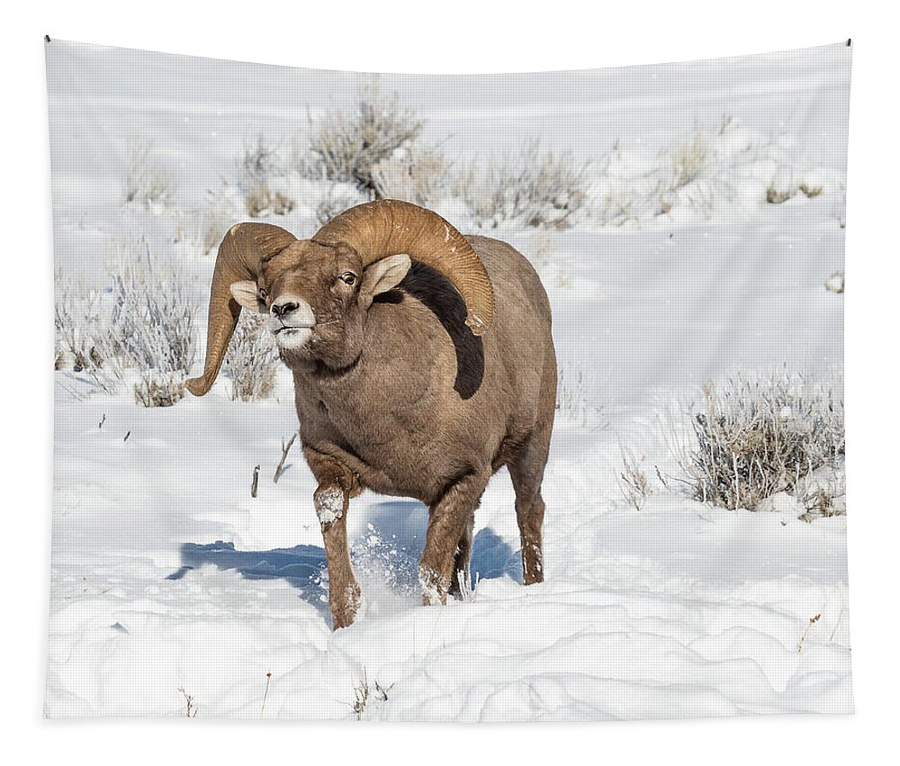 Big-horn Ram Tapestry featuring the photograph Running Rough During Rut by Yeates Photography