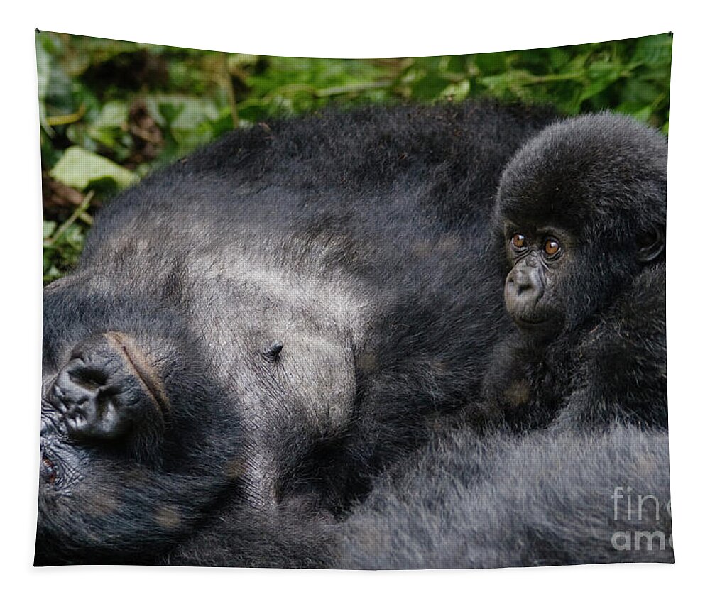 Gorilla Beringei Tapestry featuring the photograph Rwanda_d150 by Craig Lovell