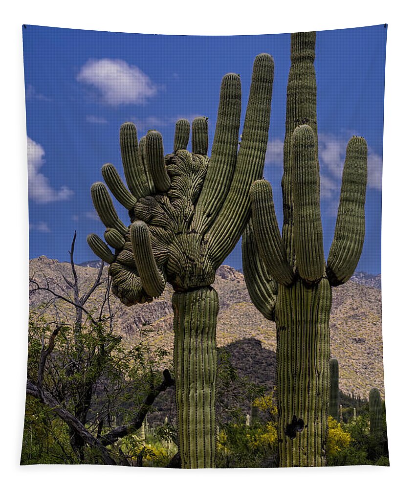 Sabino Canyon Tapestry featuring the photograph Saguaro Duo by Mark Myhaver