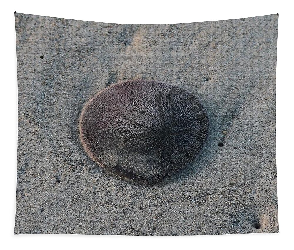 Sand Dollar Tapestry featuring the photograph Sand Dollar by Christy Pooschke