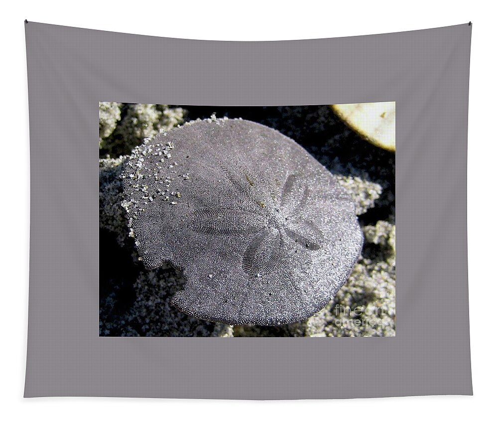Sand Tapestry featuring the photograph Sand Dollar by 'REA' Gallery