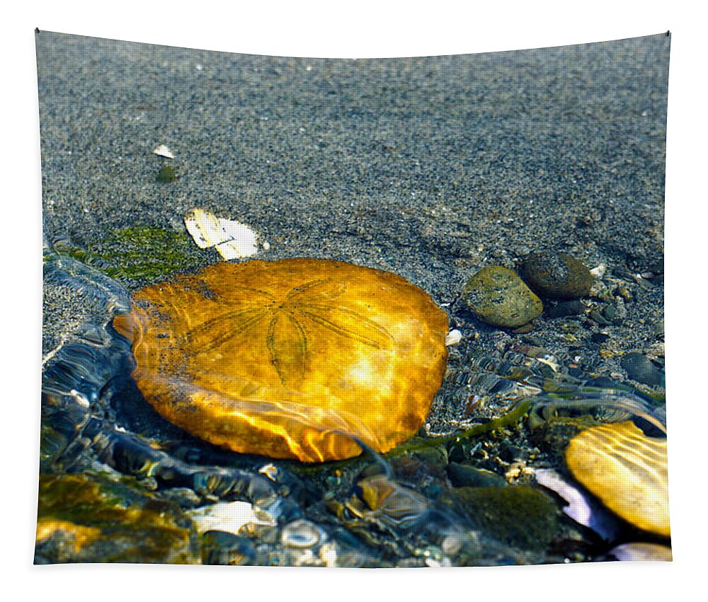 Sand Dollar Tapestry featuring the photograph Sand Dollar by Wayne Enslow