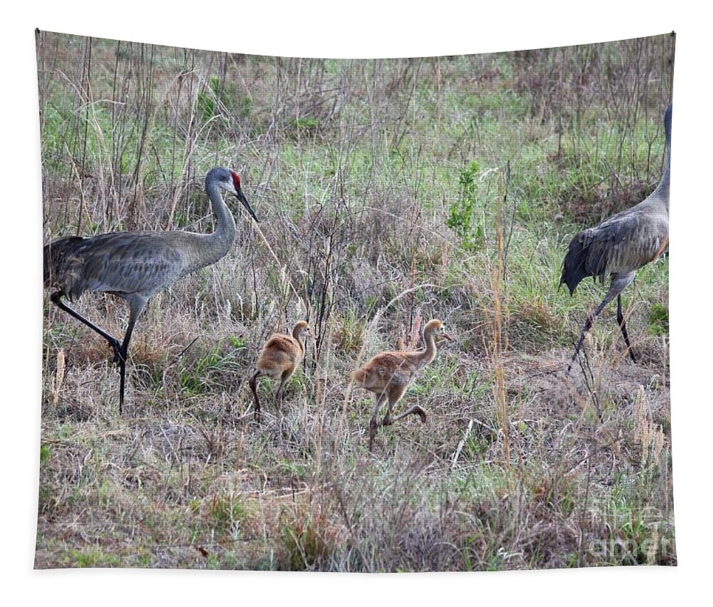 Sandhill Crane Tapestry featuring the photograph Sandhill Family Walking through the Marsh by Carol Groenen