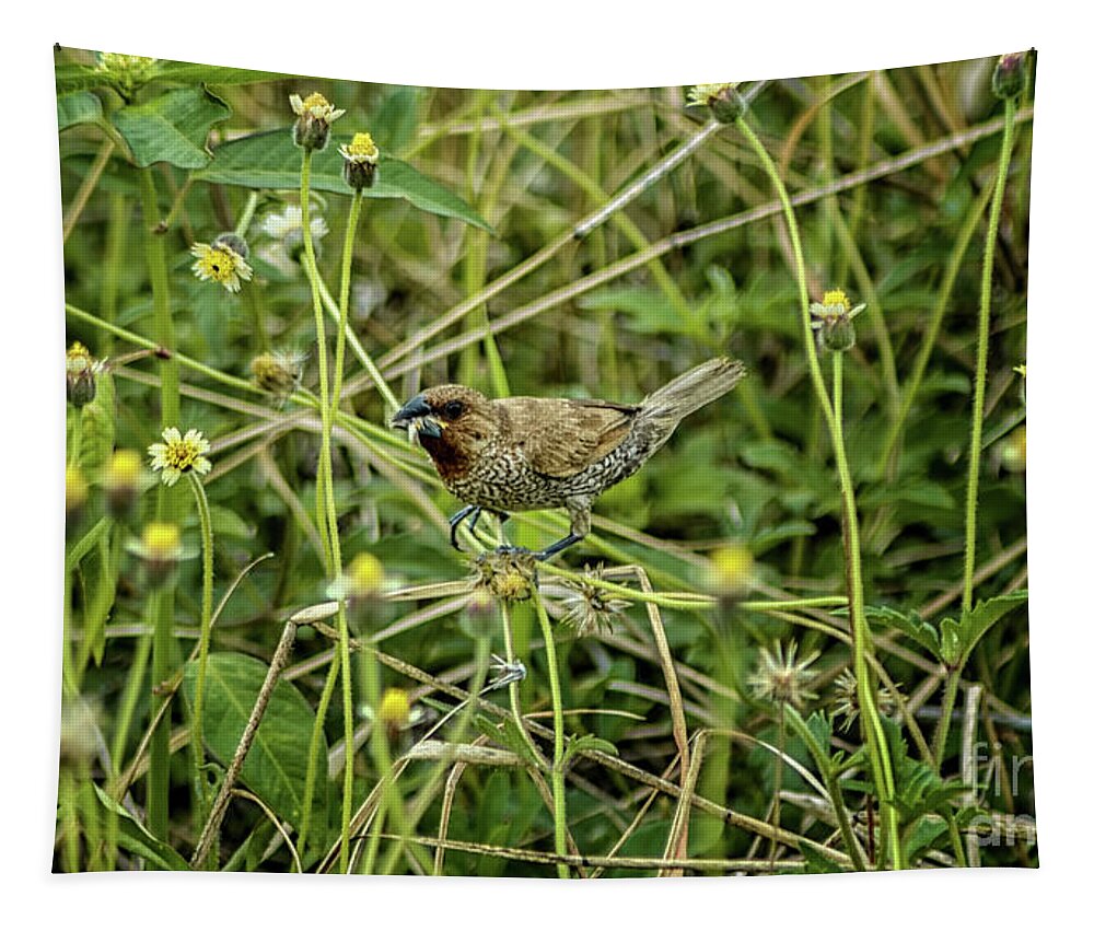 Michelle Meenawong Tapestry featuring the photograph Scaly-breasted Munia by Michelle Meenawong