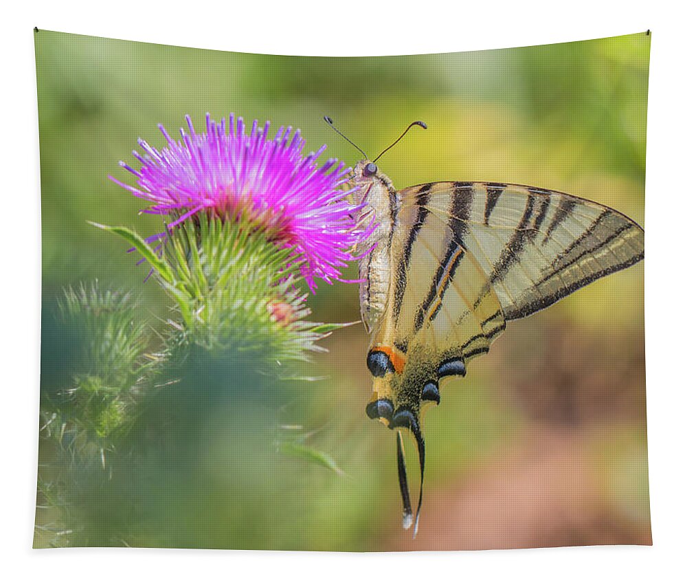 Animal Tapestry featuring the photograph Scarce swallowtail - Iphiclides podalirius by Jivko Nakev