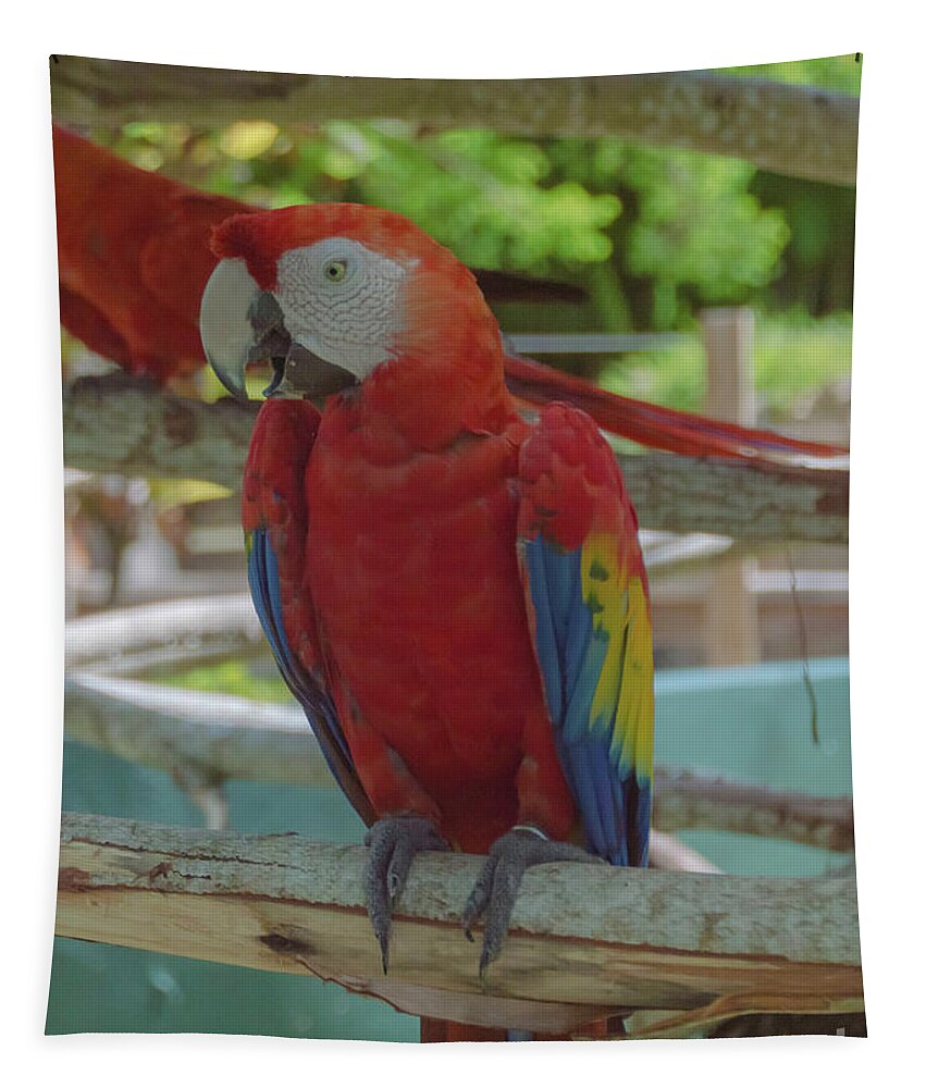 Maccaw Tapestry featuring the photograph Scarlet Macaw by Judy Hall-Folde