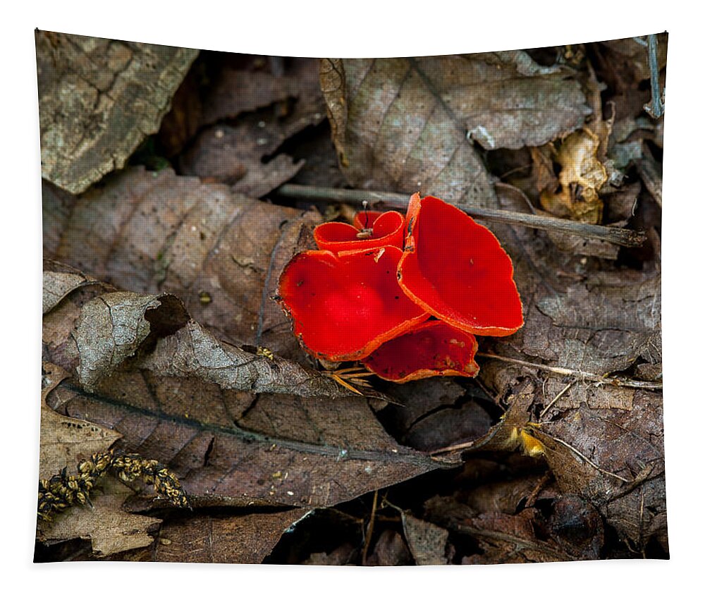 Fungus Tapestry featuring the photograph Scarlet Underfoot by Jeff Phillippi