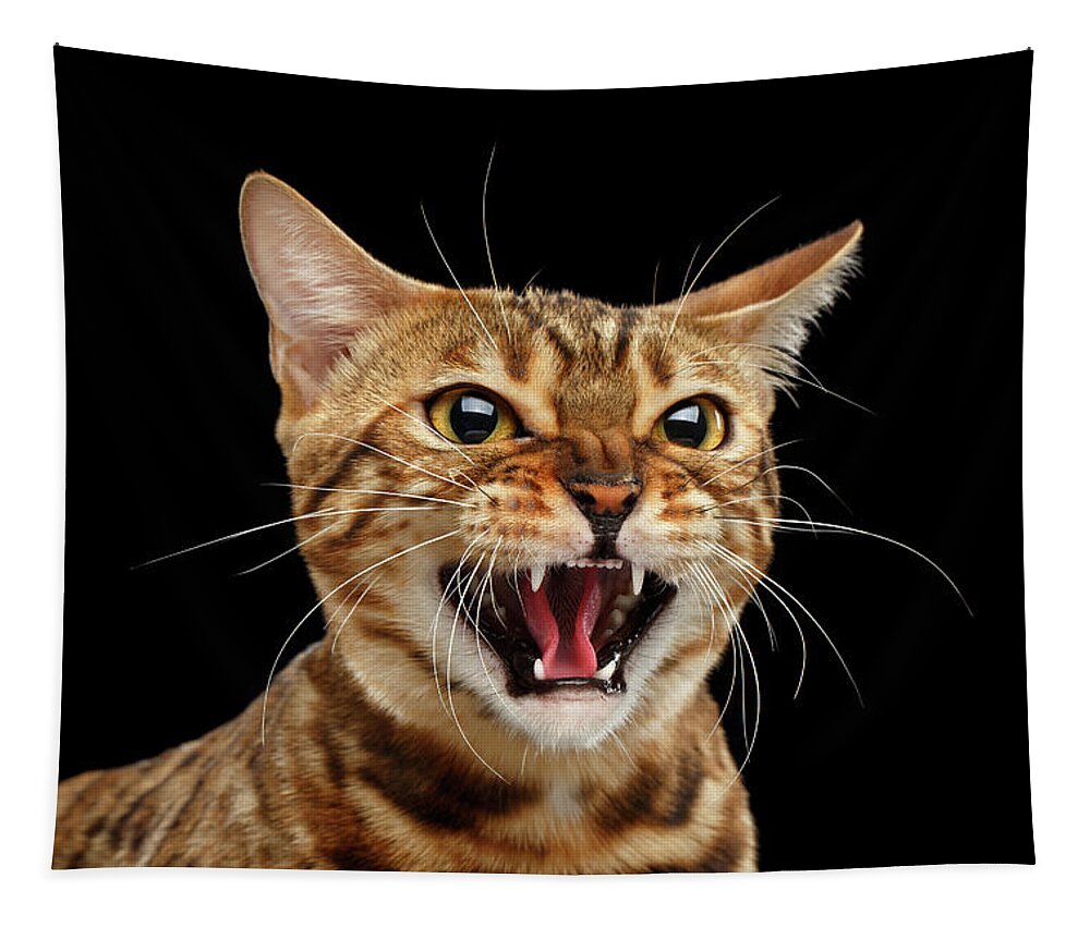 Scary Tapestry featuring the photograph Scary Hissing Bengal cat on Black background by Sergey Taran