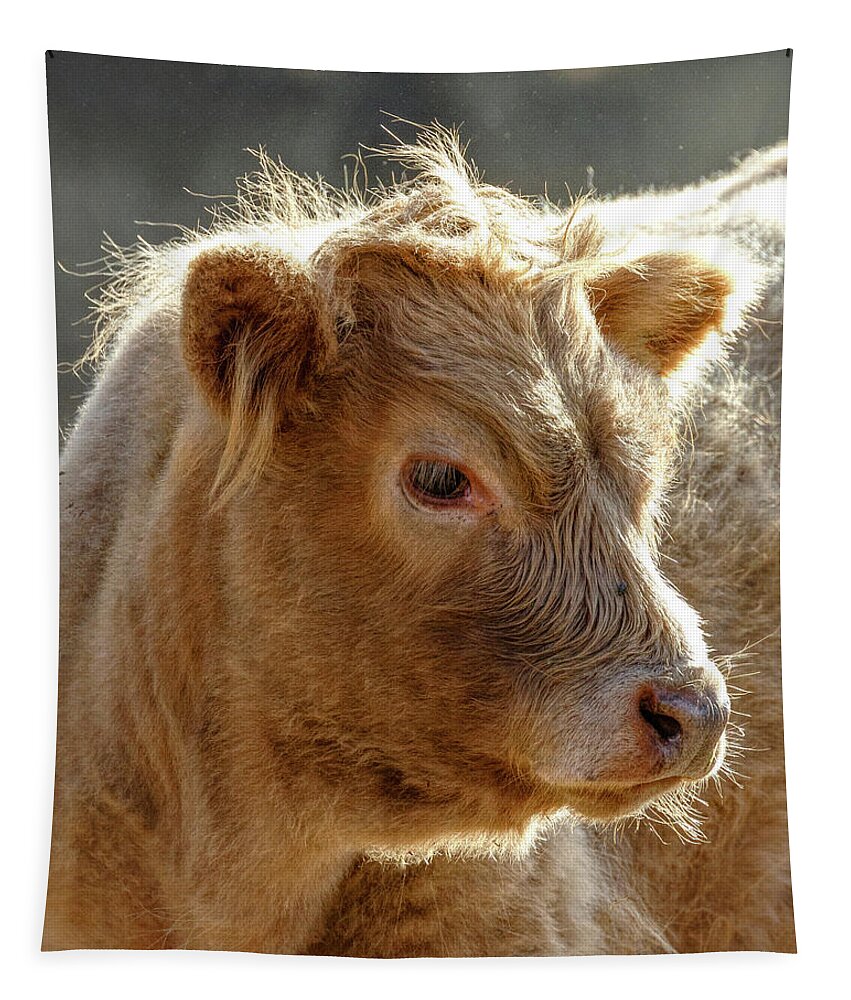 Scottish Highland Calf Tapestry featuring the photograph Scottish Highland Calf by Wes and Dotty Weber