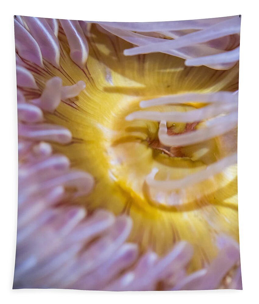 The Aquarium Of The Pacific Tapestry featuring the photograph Sea Anemones 4 by David Zanzinger