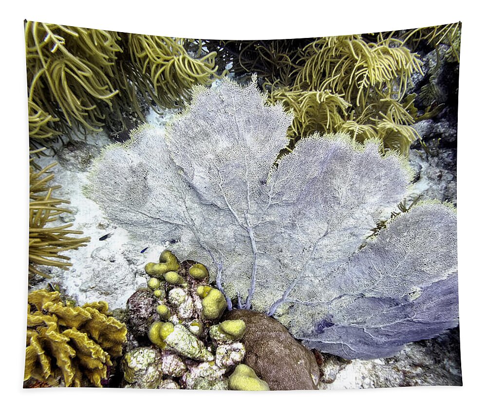 Sea Fan Coral Tapestry featuring the photograph Sea Fan Coral by Perla Copernik