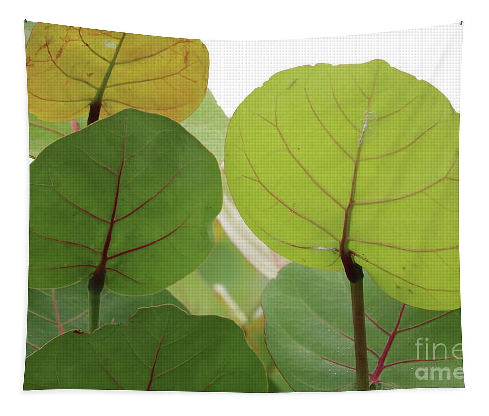 Sea Grapes Tapestry featuring the photograph Sea Grape Leaves by Carol Groenen