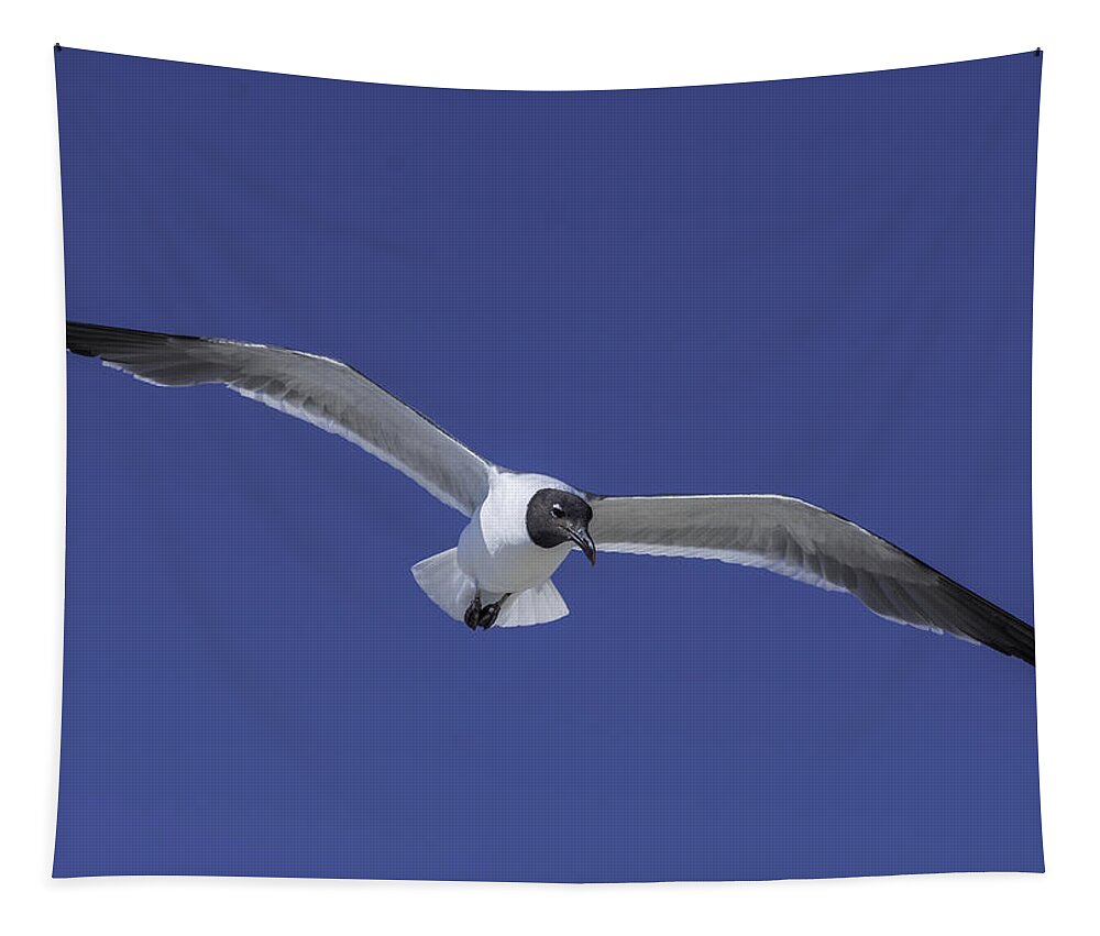 Original Tapestry featuring the photograph Sea Gull on the wing by WAZgriffin Digital