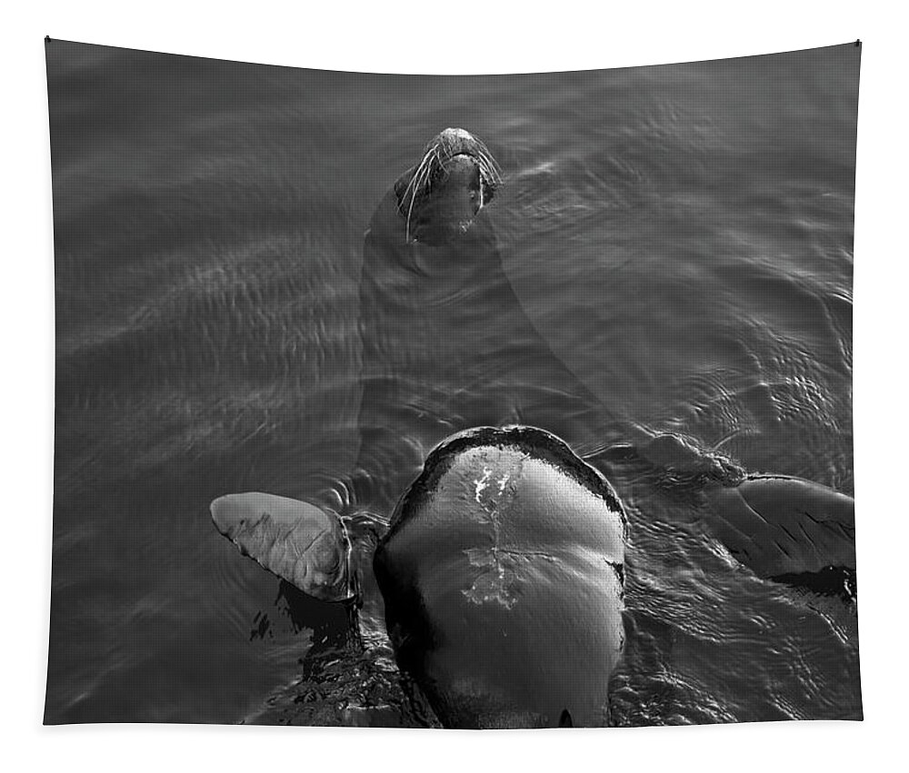 Sea Lion Tapestry featuring the photograph Sea Lion IV by David Gordon