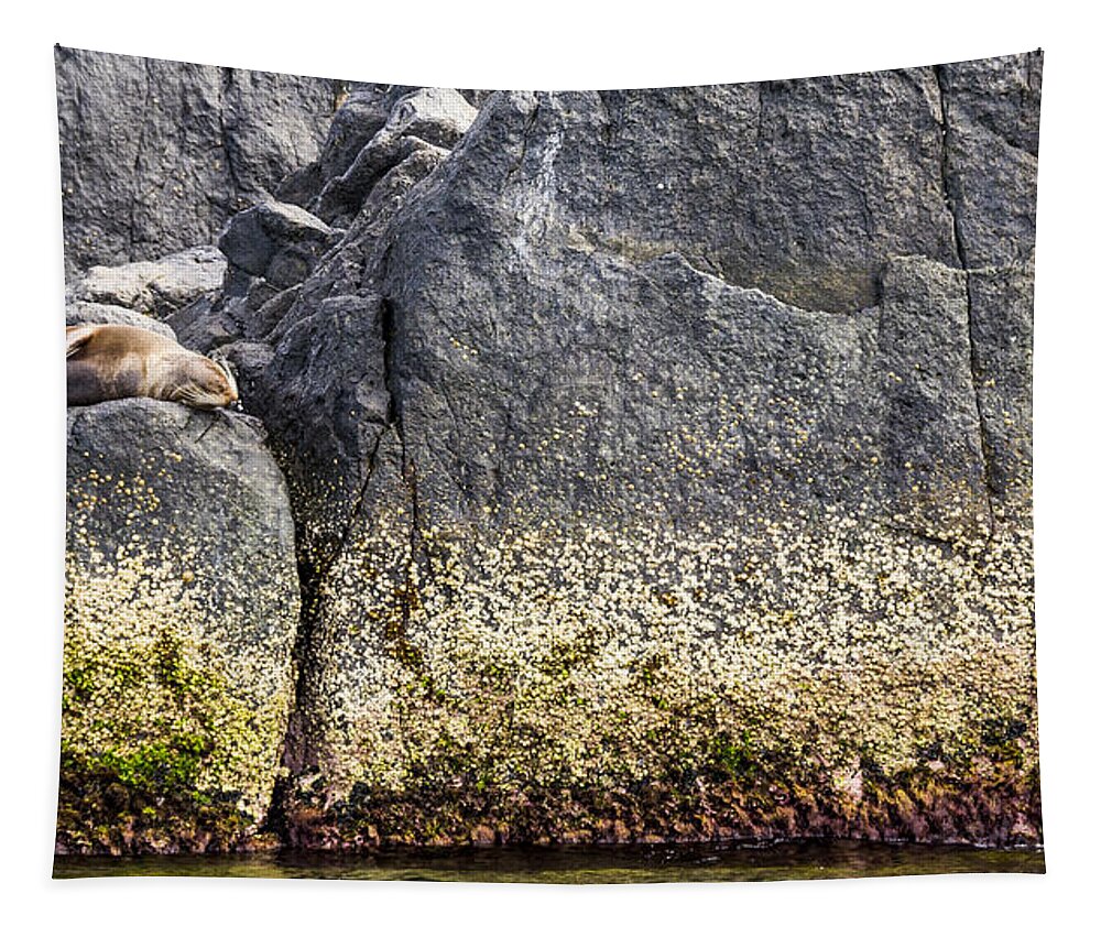 Australia Tapestry featuring the photograph seal - Montague Island - Australia by Steven Ralser