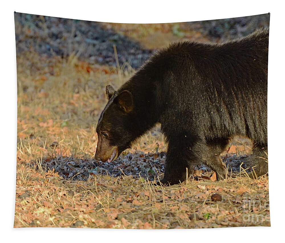 Brown Bear Tapestry featuring the photograph Searching for Acorns by Debby Pueschel