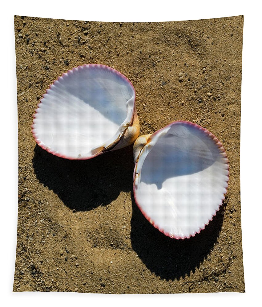 Seashell Tapestry featuring the photograph Seashell Cardium Psudolima by Frank Wilson