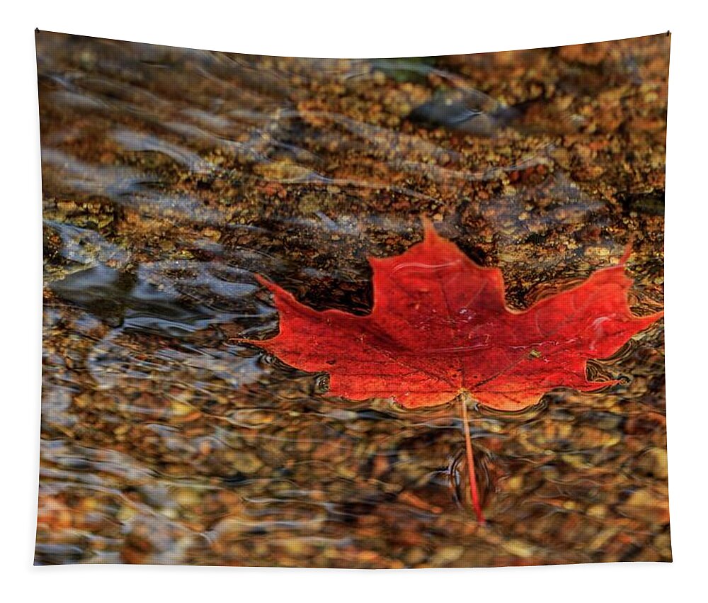 Fall Tapestry featuring the photograph Seasons by Rob Davies