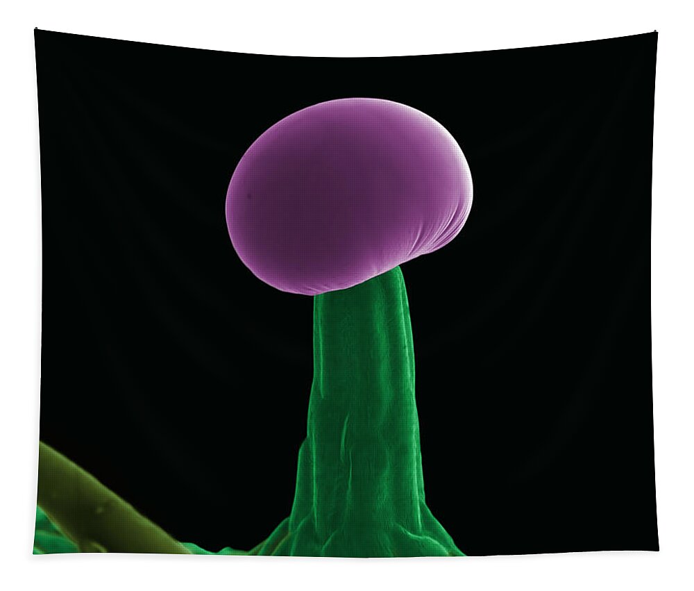 Biological Tapestry featuring the photograph SEM Cannabis Trichome by Ted Kinsman