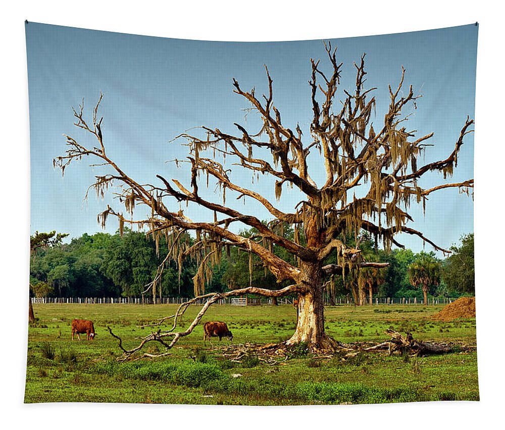 Tree Tapestry featuring the photograph Shade Free by Christopher Holmes