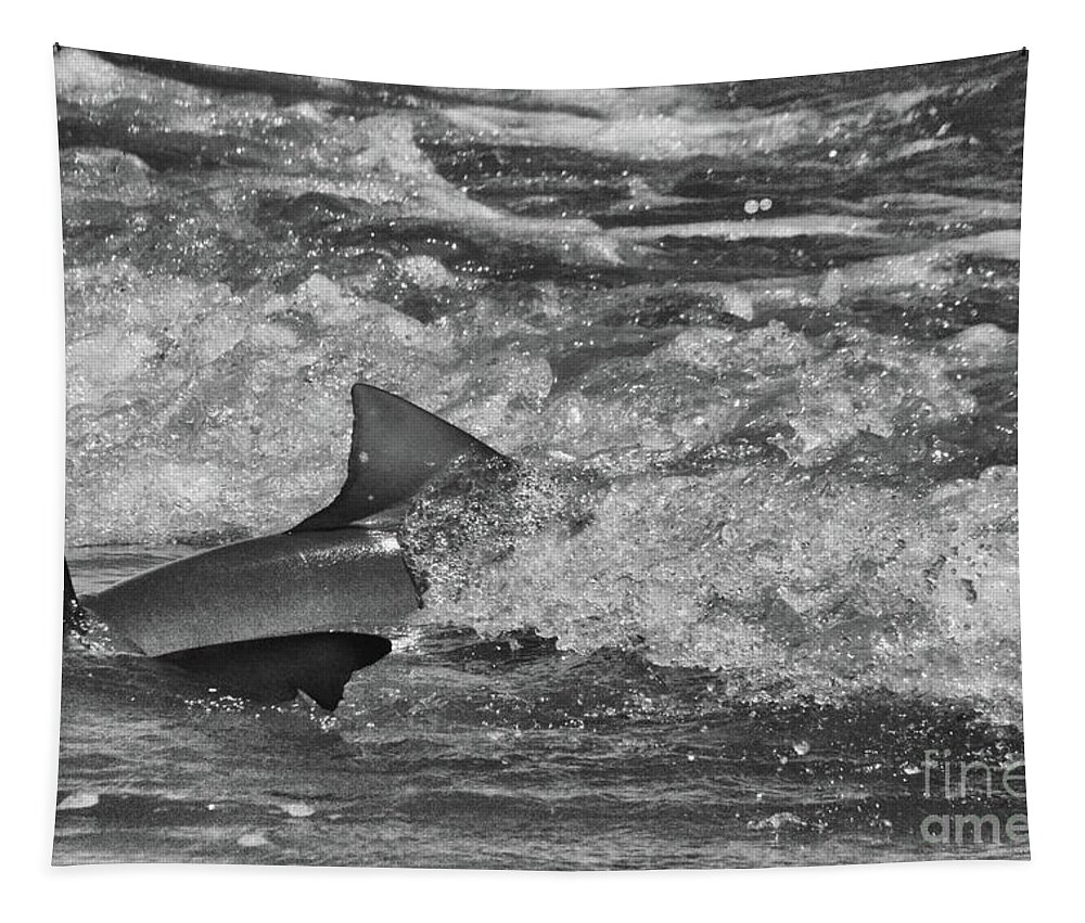 Shark Tapestry featuring the photograph Shark by Randy J Heath