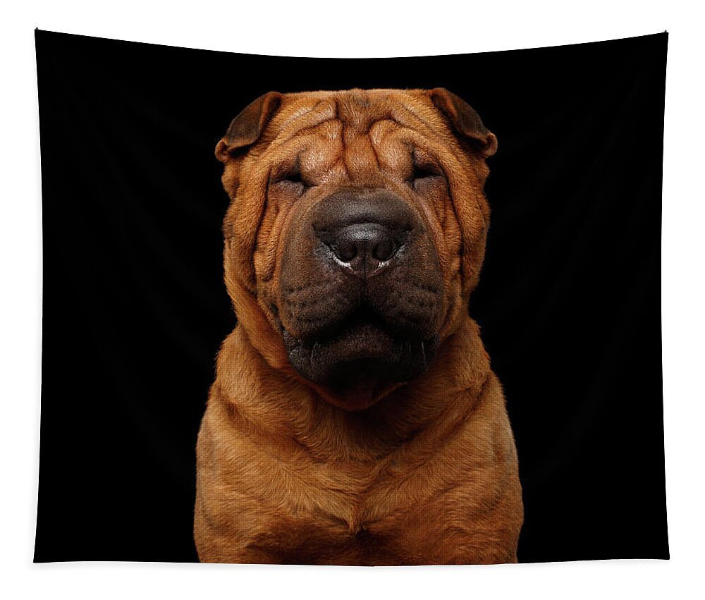 Dog Tapestry featuring the photograph Sharpei Dog Isolated on Black Background by Sergey Taran