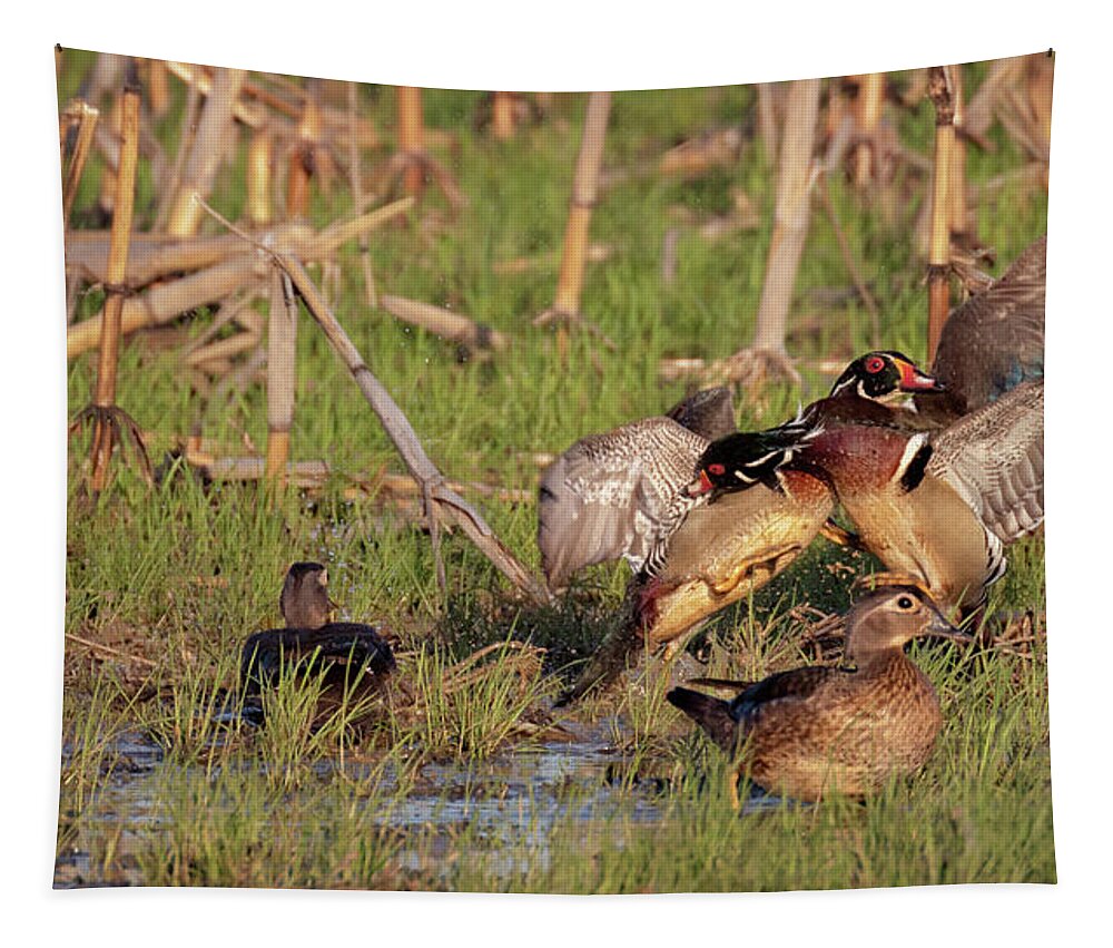 Wood Duck Tapestry featuring the photograph She Started It by Susan Rissi Tregoning