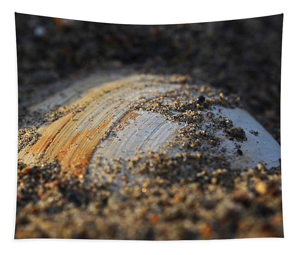Shell Tapestry featuring the photograph Shell embedded in the sand by Toby McGuire