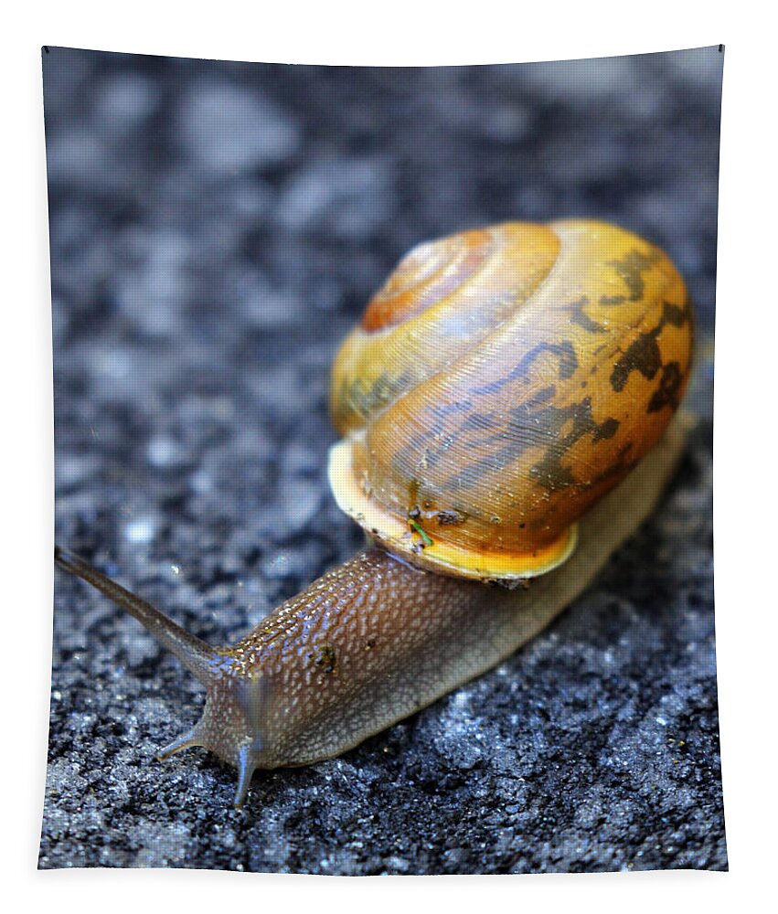 Snail Tapestry featuring the photograph Shell Shock by Jennifer Robin
