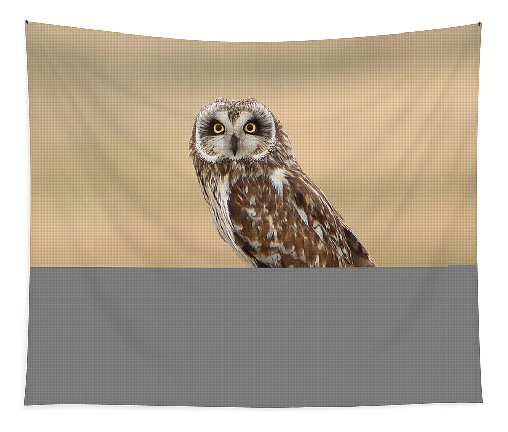 Big Eyes Tapestry featuring the photograph Short Eared Owl by David Andersen