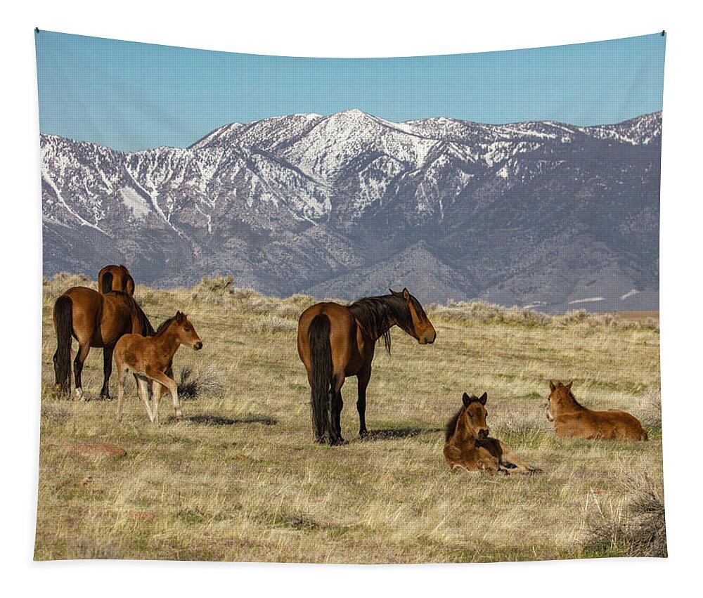  Tapestry featuring the photograph Shorty's Foals by John T Humphrey