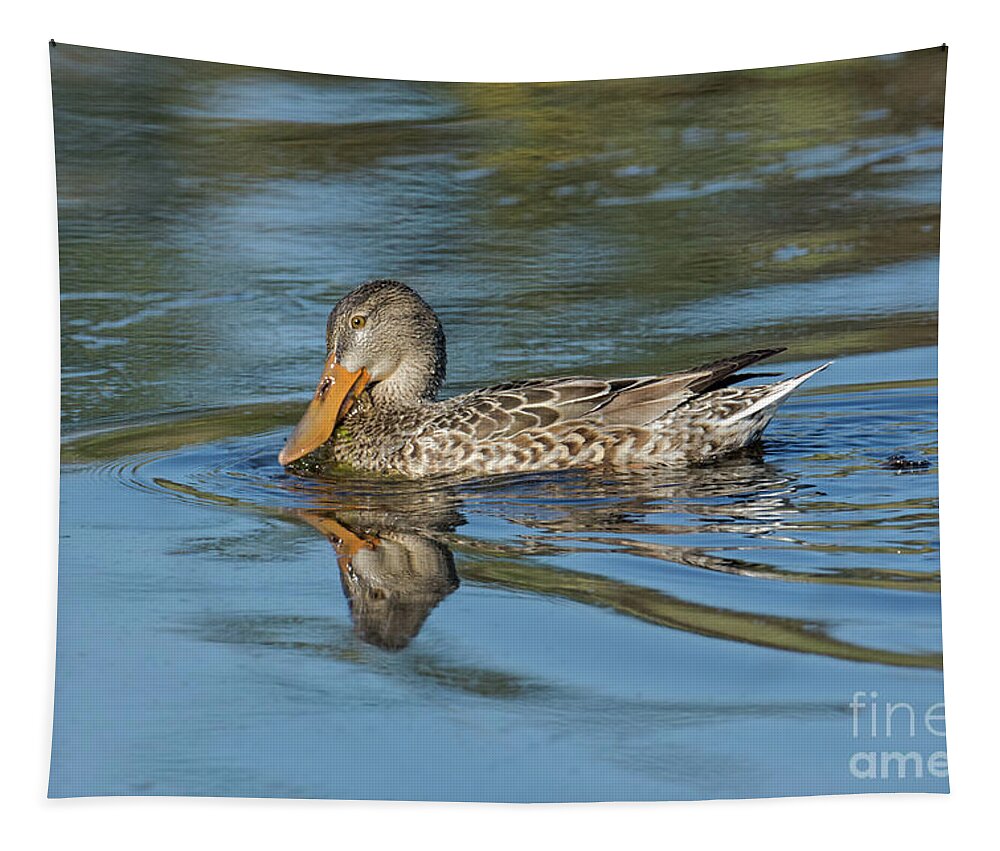 Duck Tapestry featuring the photograph Shoveler by Craig Leaper