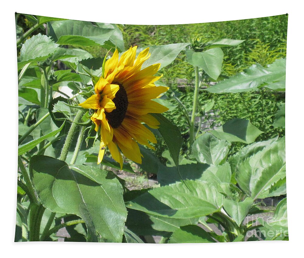 Sunflower Tapestry featuring the photograph Shy Sunflower by Brandy Woods