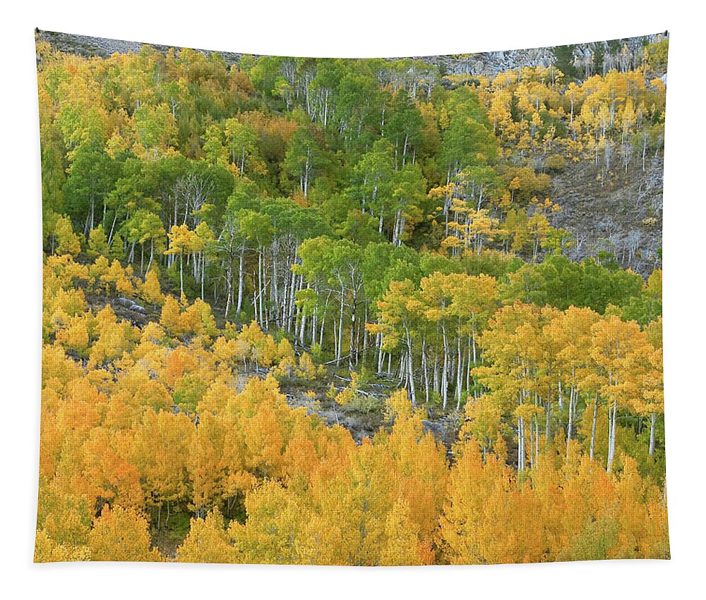 Sierra Fall Colors Tapestry featuring the photograph Sierra Autumn Colors by Ram Vasudev