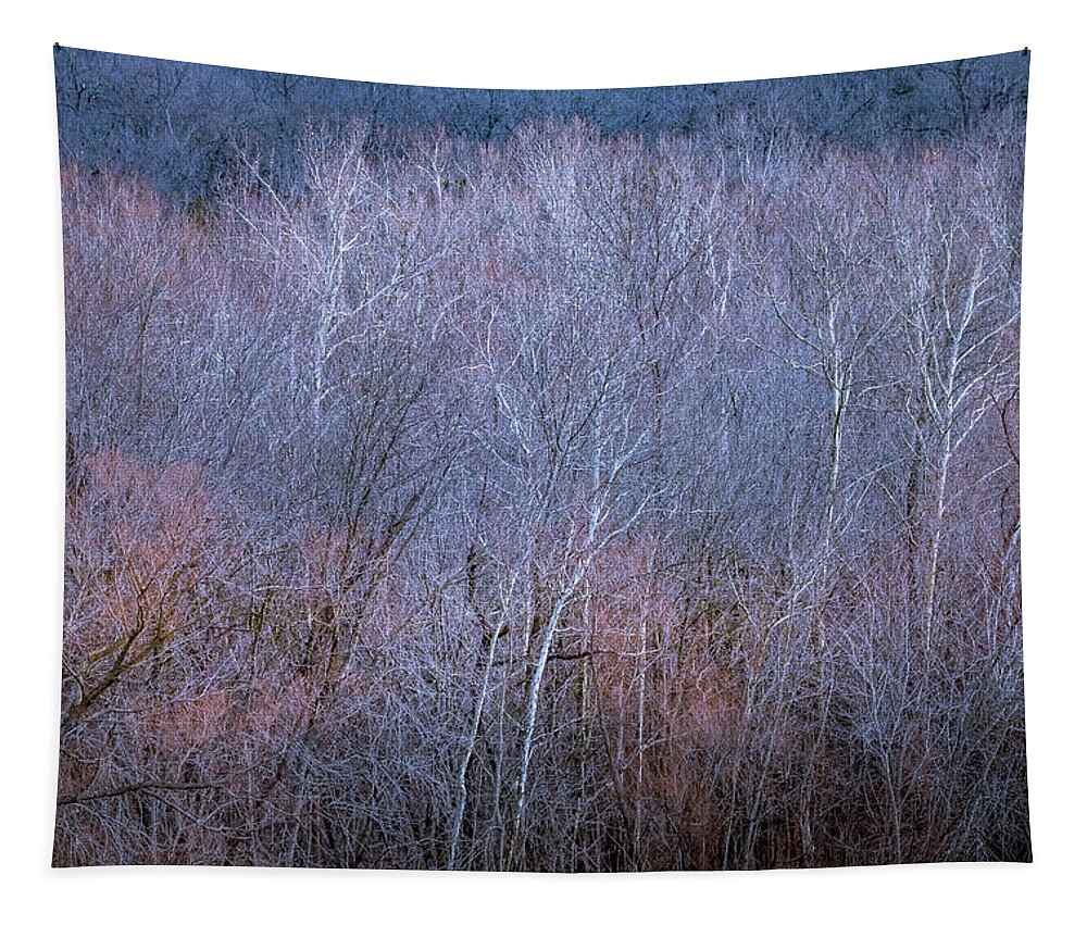 Trees Tapestry featuring the photograph Silent Trees by Allin Sorenson