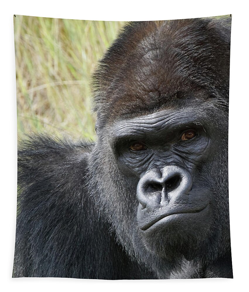 Animals Tapestry featuring the photograph Silverback Gorilla 13 by Ernest Echols